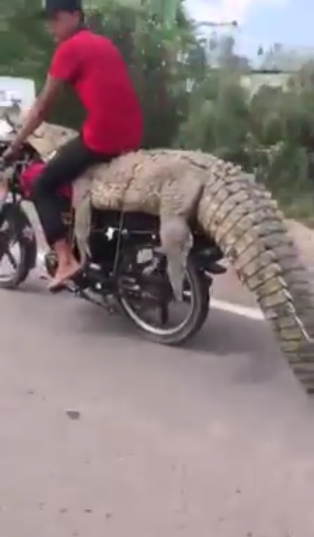 Jóvenes se roban un cocodrilo y lo ponen de sillón en una motocicleta - El  Nuevo Oriente